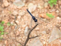 Indothemis carnatica