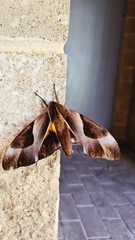 Coequosa triangularis