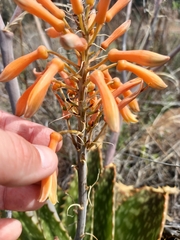Aloe greatheadii