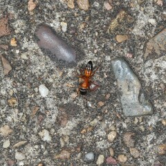 Opisthopsis rufithorax