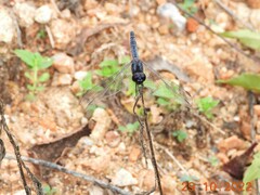 Indothemis carnatica