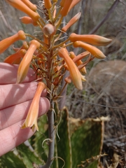 Aloe greatheadii
