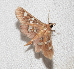 Phostria