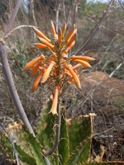 Aloe greatheadii