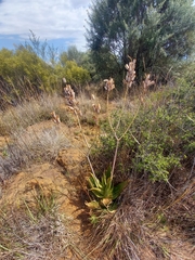 Aloe greatheadii