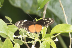 Heliconius