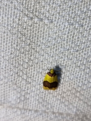 Heterallactis microchrysa