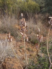 Aloe greatheadii
