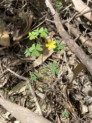 Oxalis perennans