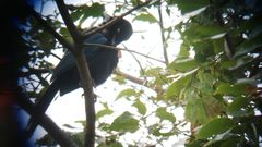 Cyanocorax melanocyaneus