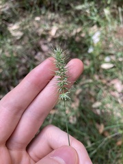 Echinopogon caespitosus