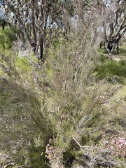 Kunzea parvifolia