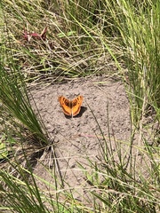 Catacroptera cloanthe