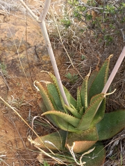 Aloe greatheadii