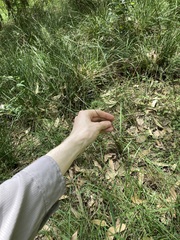 Echinopogon caespitosus