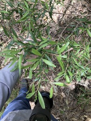 Melaleuca salicina