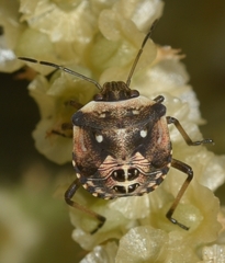 Chroantha ornatula