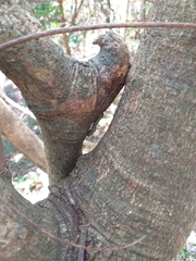 Egybolis vaillantina