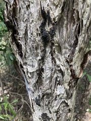 Melaleuca salicina