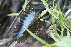 Morpho helenor narcissus