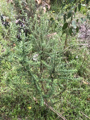 Olearia tubuliflora