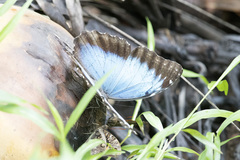 Morpho helenor narcissus