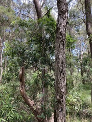 Melaleuca salicina