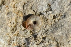 Backeljaia gigaxii