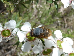 Calliphora stygia