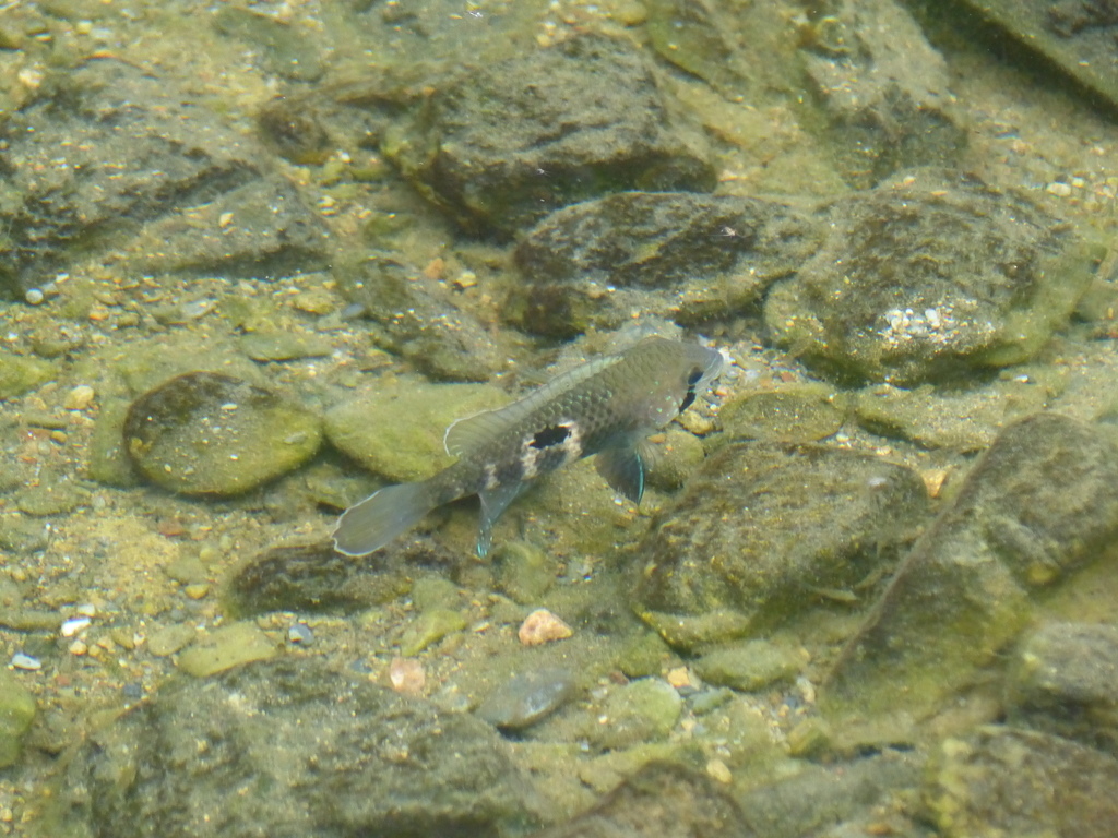 Stalsberg's Cichlid