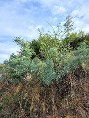 Searsia zeyheri