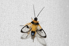 Arctiinae