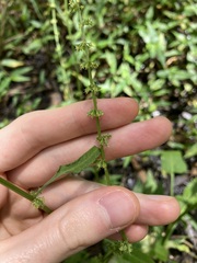 Rumex brownii