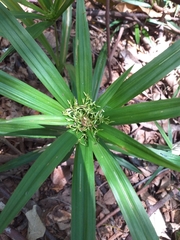 Cyperus albostriatus