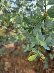 Searsia zeyheri