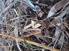 Panotima angularis