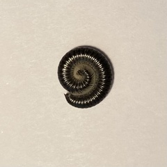 Ommatoiulus moreleti