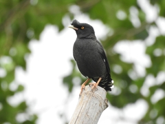 Acridotheres cristatellus