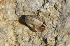 Backeljaia gigaxii