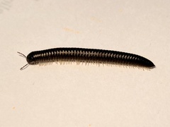 Ommatoiulus moreleti