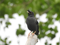 Acridotheres cristatellus