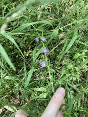 Scaevola albida