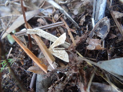 Panotima angularis