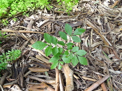 Fraxinus angustifolia