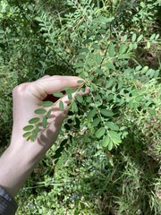 Phyllanthus gunnii