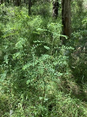 Phyllanthus gunnii