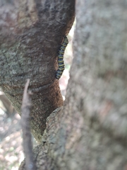 Egybolis vaillantina