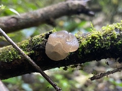 Exidia novozealandica