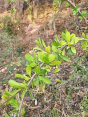 Ehretia rigida