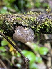 Exidia novozealandica